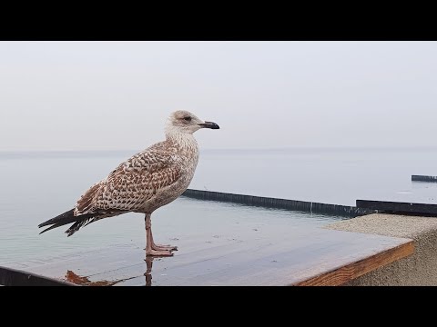 Видео: Кенгавиль на выезде. Светлогорская слякоть🌧🎼🎷