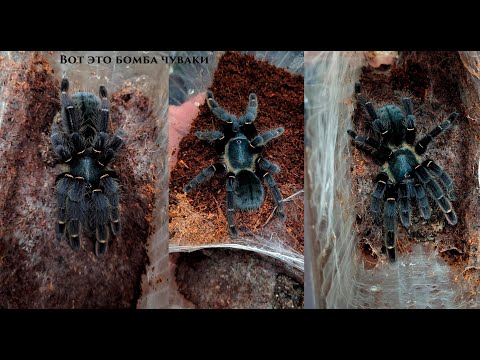 Видео: Разведение Ornithoctonus sp. Khao Sok