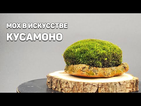 Видео: Ох, мох для созерцания / мох в искусстве кусамоно @Studio.Bonsai