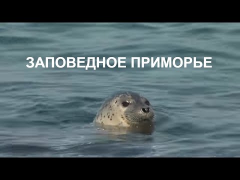 Видео: ЗАПОВЕДНОЕ ПРИМОРЬЕ