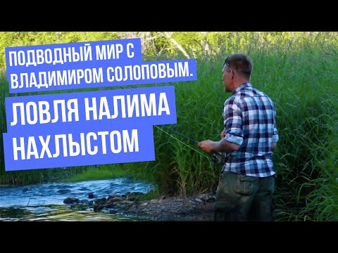 Видео: Ловля налима нахлыстом \ Подводный мир с Владимиром Солоповым.