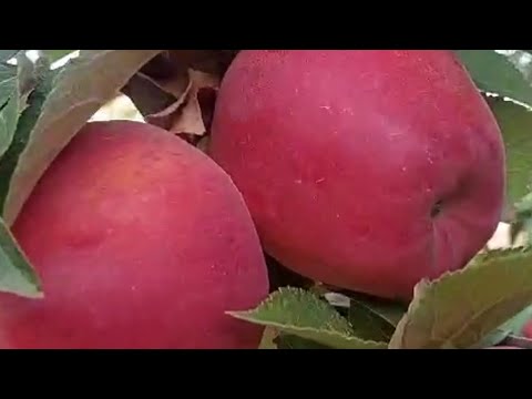 Видео: Керемет нәтиже Биогумус өскен алма🍎🍎🍎🍎🍎🍎🍎🍎🍎🍎 🇰🇿👍👍👍