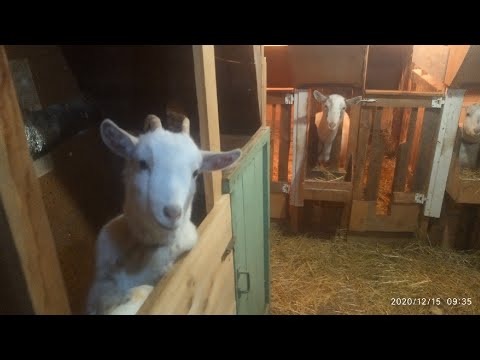 Видео: КОЗОВНИК ДЛЯ НАШИХ КОЗ