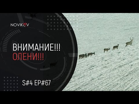 Видео: Внимание олени!!! S#04/EP#67