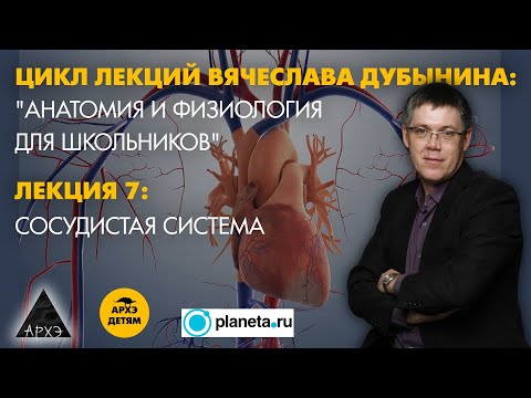 Видео: Вячеслав Дубынин: "Сосудистая система" (Лекция 7)
