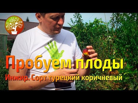 Видео: Инжир созревает, сорт турецкий коричневый.  Пробуем!