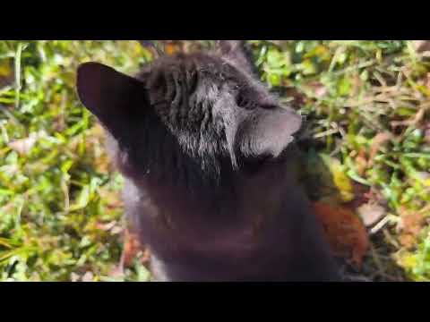 Видео: Як я пообрізала яблуні у саду 