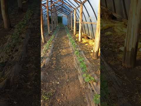 Видео: ВІДЕО #257. ОГІРОК ФРАЙЗЕР- ДРУГИЙ ОБЕРТ. ВИСНОВКИ ПО КАБАЧКУ.