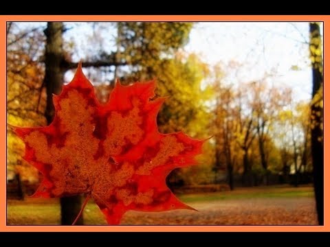 Видео: прогулка в осень, правильная лампочка, виноградный аромат