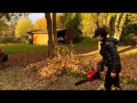 Видео: 31.10.2025 Куда девать листья? Почему не краснеют? Короба для голубики. С воздуходувкой и тут и там.