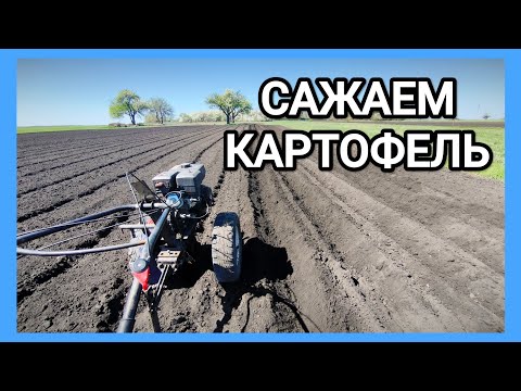 Видео: ПОСАДКА КАРТОФЕЛЯ под МОТОБЛОК от А до Я!