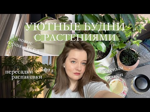 Видео: Уютные Будни с Растениями || озеленение балкона, распаковка новых горшков, пересадка растений