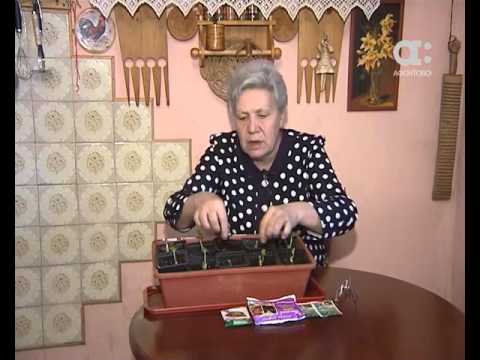 Видео: Что делать с рассадой клубники. Голова садовая