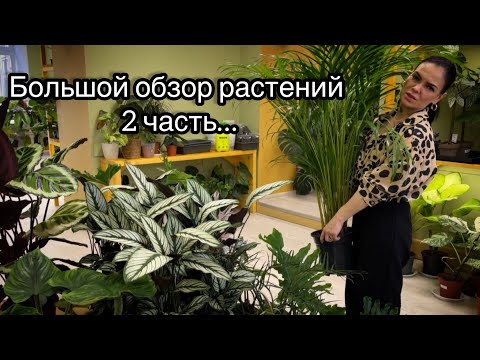 Видео: Обзор растений в магазине, наличие, цены 👌        2 Часть