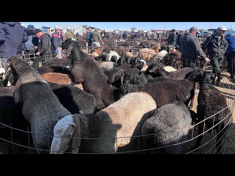Видео: Карабулак мал базары 15.10.2025 қой ешкі бағалары🔥🔥🔥🔥