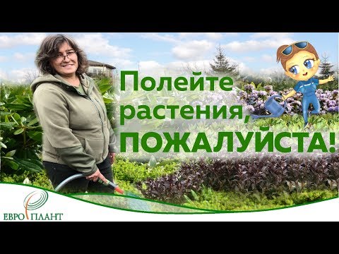 Видео: Полейте растения, пожалуйста!!! Вода.Секреты полива. Как и когда поливать растения. Часть 2