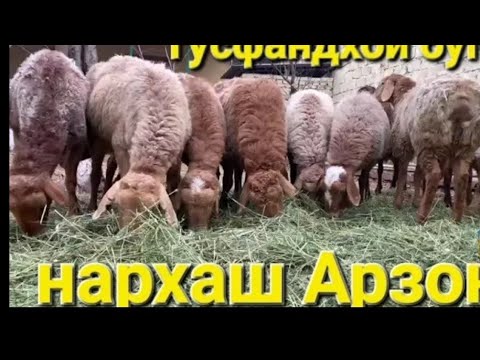 Видео: ГУСФАНДХОИ АРЗОН ОМАД БАРОИ МОЛ КУНИ 3 ноября 2025 г.