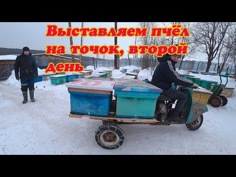 Видео: ВЫСТАВКА ПЧЁЛ ИЗ ЗИМОВНИКОВ, ВТОРОЙ ДЕНЬ ЗАВЕРШАЮЩИЙ