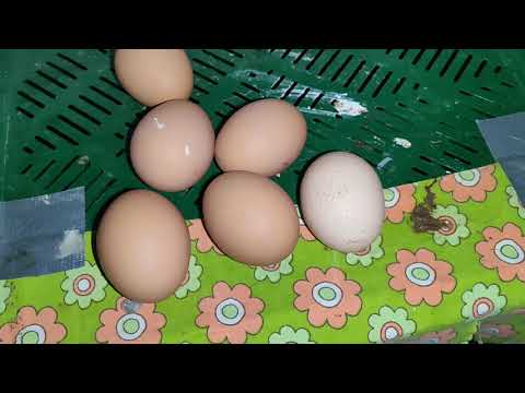 Видео: БЕЛУЮ КУРОЧКУ НУЖНО УБРАТЬ📌СБОР ЯИЦ.