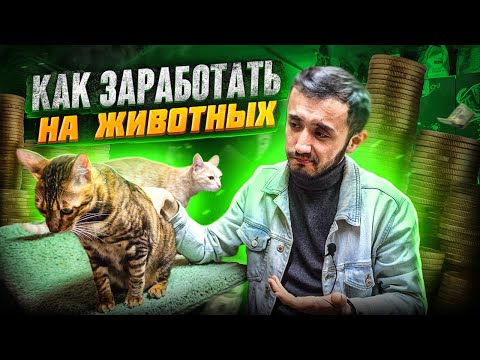 Видео: Сколько приносит гостиница для животных. Сезонный бизнес. Зоогостиница как бизнес на лето