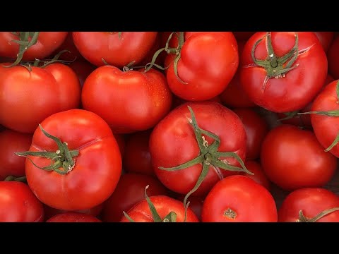 Видео: ПОМИДОР, БОДРИНГ, КАРАМ, ПИЁЗ, ШОЛҒОМ, БАҚЛАЖОН, ҚАЛАМПИР, ҚОВОҚ,УЗУМ, ҚОВУН, ТАРБУЗ,ОПТОМ. БОЗОР. 