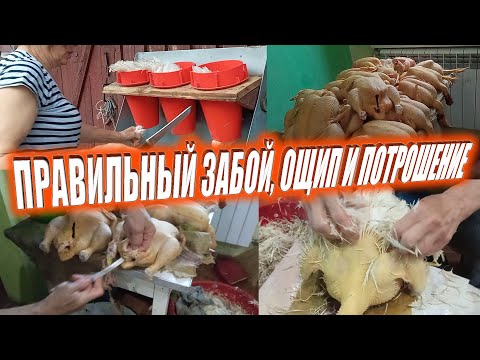 Видео: Выращивание Бройлеров В Домашних Условиях. Забой, ощипывание, потрошение.