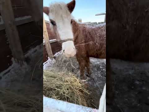 Видео: Кешкі мал жайлау уақыты. Айхон мен Салпаң құлақ туды.