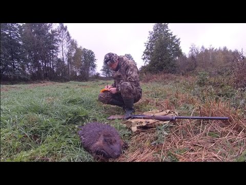 Видео: Охота на бобра. Впервые установил проходной капкан и добыл бобра.
