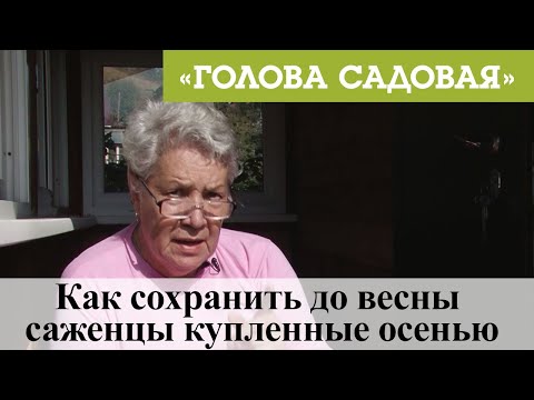 Видео: Голова садовая - Как сохранить до весны саженцы купленные осенью