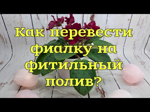 Видео: ФИТИЛЬНЫЙ ПОЛИВ. Как перевести фиалку на фитильный полив правильно.