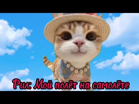 Видео: Рил: Мой полёт на самолёте 🛬. Футажи в моём телеграм канале. Мемы с котами. Смешные котики.