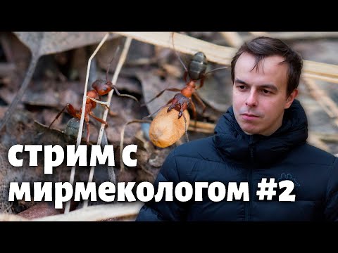 Видео: Стрим с мирмекологом #2 - в гостях снова Евгений Бургов! Отвечаем на вопросы зрителей!