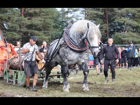 Видео: Турнир с тежковозни коне, Нова Махала 21 август 2022 г