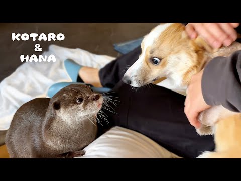 Видео: Веселая собака пытается подружиться с выдрами!
