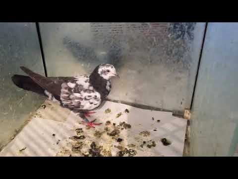 Видео: #Pigeons.Супер средства от всех болезней голубей.