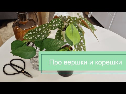 Видео: Черенки и укоренение: как что-нибудь отрезать, чтобы из этого что-нибудь выросло.