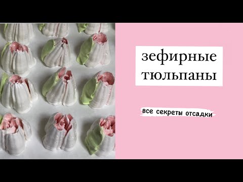 Видео: Зефирные тюльпаны🌷Секреты отсадки зефирных тюльпанов. Почему не получаются зефирные тюльпаны?