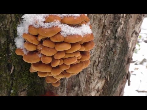 Видео: По ГРИБЫ почти ЗИМОЙ! Фламмулина бархатистоножковая. Flammulina. ГРИБЫ!