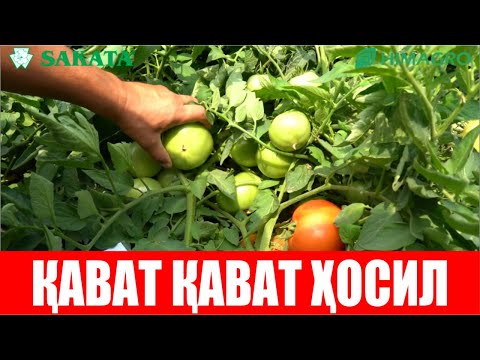 Видео: 1 гектар Сюзана Плюсдан 200 тонна ҳосил олса бўлади (Tomato Suzana Plus F1-Sakata)