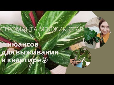Видео: СТРОМАНТА:условия успешного содержания.5 подводных камней при уходе за МАРАНТОВЫМИ дома.