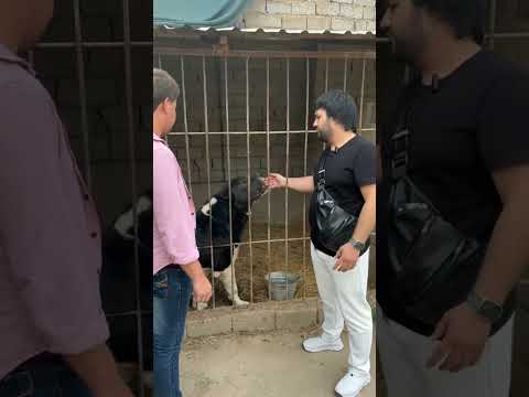 Видео: «Первое интервью с основателем питомника “Принц”» Давроном Каримбердиевом.ЧАСТЬ 1
