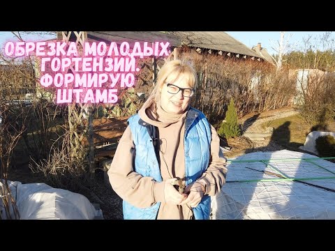 Видео: ✂️Обрезка молодых гортензий.🌸 Формирую штамб гортензии.🌴