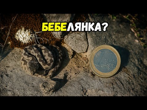 Видео: Срещнахме бебе ПЕПЕЛЯНКА по тъмно | Приключение в защитена местност Боаза