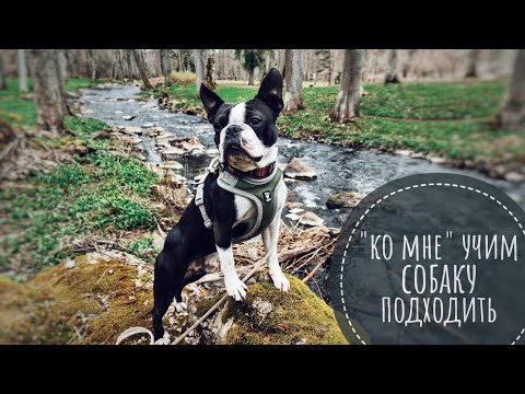 Видео: команда ко мне/как научить собаку подходить