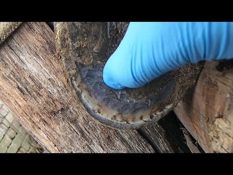 Видео: Трещина копыта у лошади. Лечение.