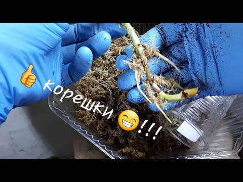 Видео: Мох сфагнум. Сингониумы. Отличный результат укоренения!