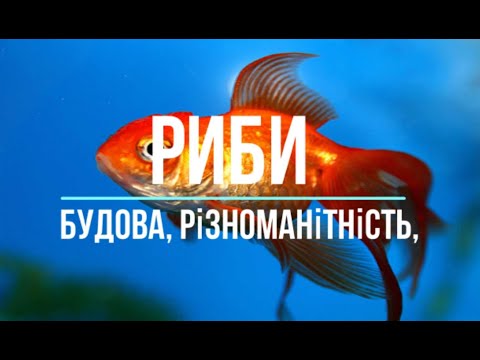 Видео: Риби/ Хрящові та кісткові риби / Будова та життєдіяльність