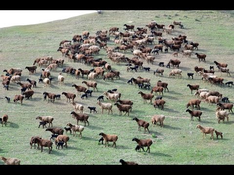 Видео: Отара гиссарских овец с ягнятами. Племенной завод Гиссар. Республика Таджикистан