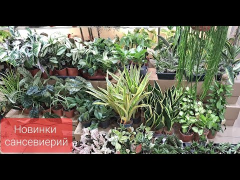 Видео: Обзор поступления комнатных растений от 22 сентября 2023г. Садовые, препараты, грунты и горшки и др.