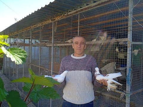 Видео: В гостях у Сабри ага Узбекистанские голуби разных видов лет игра